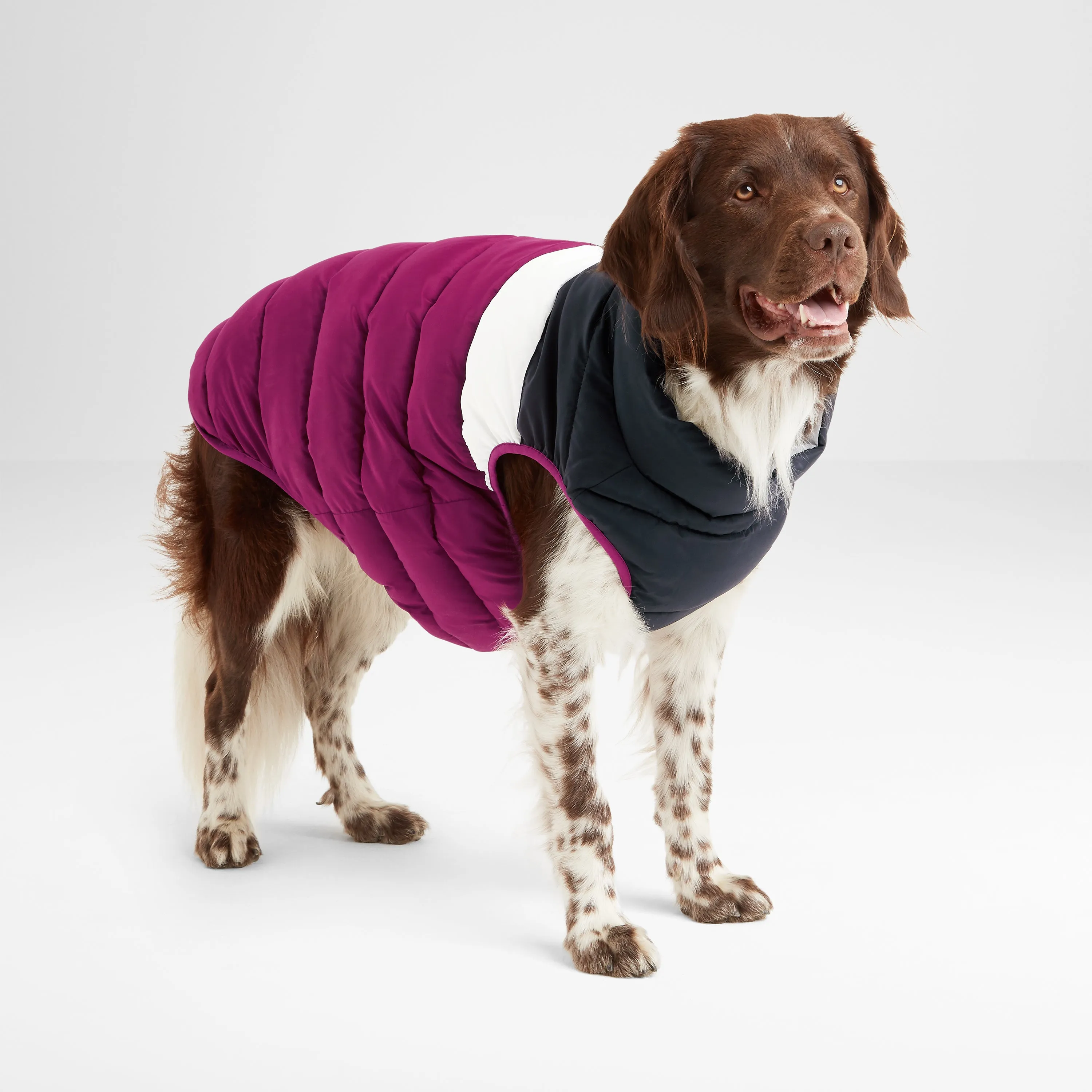 Fetch Padded Dog Coat M - Purple Berry/Dark Indigo/Optic White