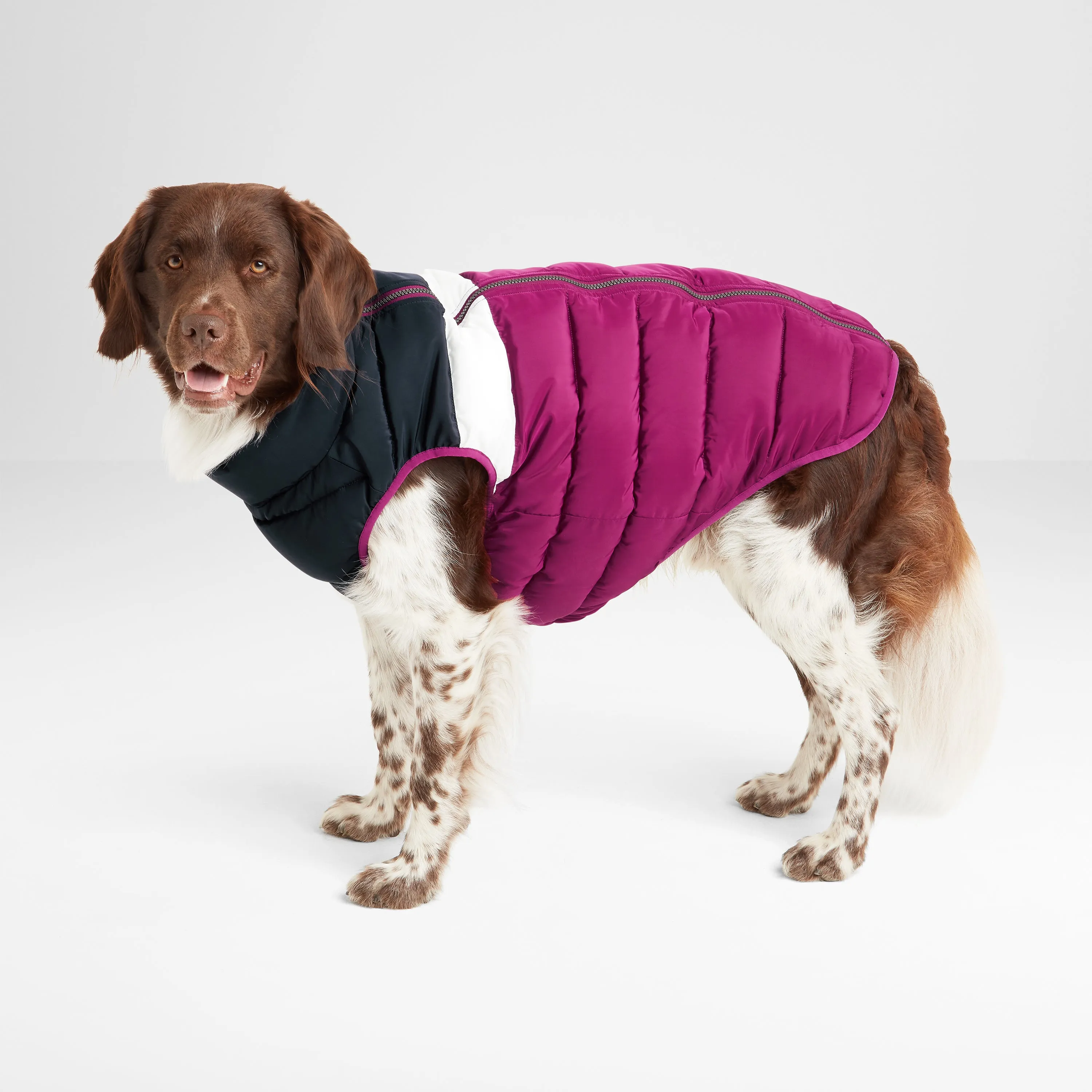 Fetch Padded Dog Coat M - Purple Berry/Dark Indigo/Optic White